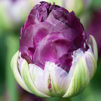 Тюльпан махровый поздний Вау