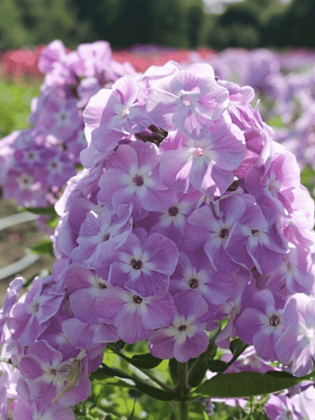 Флокс метельчатый Мирослав