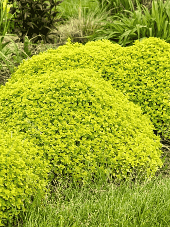 Душица обыкновенная Gold nugget