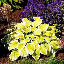 Хоста гибридная Спринг Морнинг НАБОР 2ШТ (1+1)