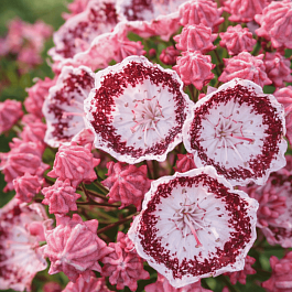 Кальмия широколистная Alabaster