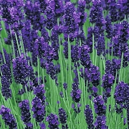 Лаванда узколистная Hidcote Compact Blue