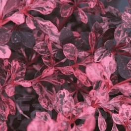 Барбарис Тунберга Pink Queen