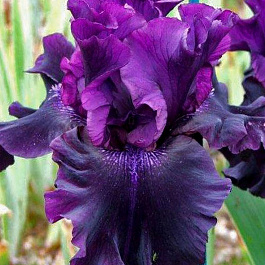 Ирис бородатый Суперстишн