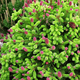 Ель обыкновенная Pusch