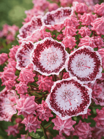 Кальмия широколистная Alabaster