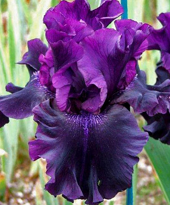 Ирис бородатый Суперстишн