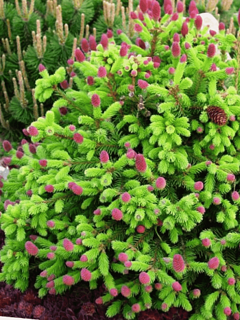 Ель обыкновенная Pusch