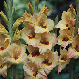 Гладиолус Бамбино Бочелли