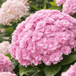 Гортензия крупнолистная Doppio Nuvola