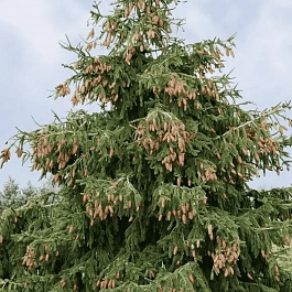 Ель обыкновенная Acrocona