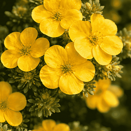 Лапчатка кустарниковая Mango Tango