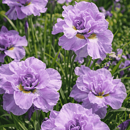 Ирис сибирский Pink Parfait