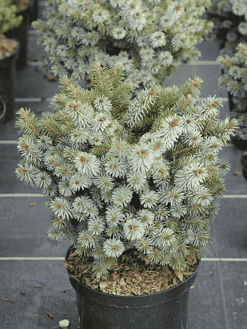 Ель ситхинская Nana