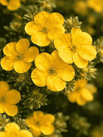 Лапчатка кустарниковая Mango Tango