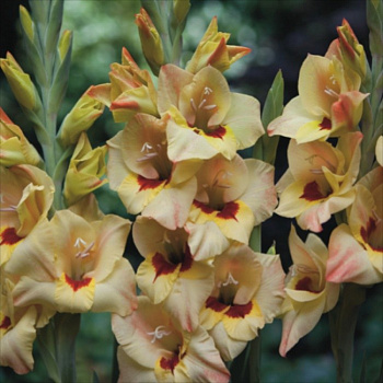 Гладиолус Бамбино Бочелли Гладиолус Бамбино Бочелли