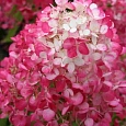 Гортензия метельчатая Diamant Rouge