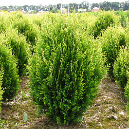 Туя складчатая Корник II