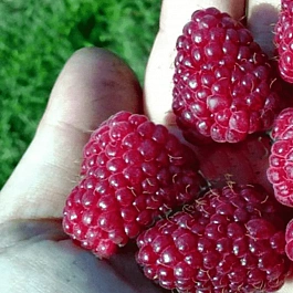 Малина обыкновенная Шапка Мономаха