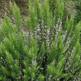 Розмарин лекарственный