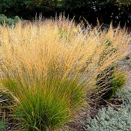 Молиния голубая Мурфламм Молиния голубая Мурфламм