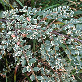 Кизильник атропурпуреа Вариегатус Кизильник атропурпуреа Вариегатус