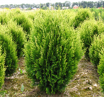 Туя складчатая Корник II