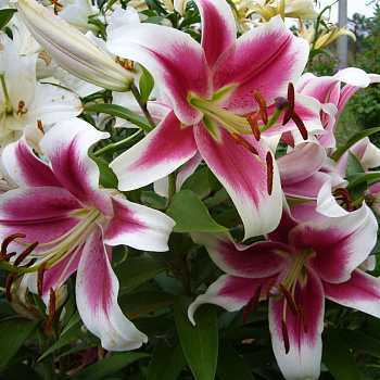 Лилия ОТ-гибрид Кэнди Клаб НАБОР 2ШТ (1+1)