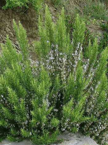 Розмарин лекарственный